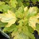 Physocarpus panach� Golden Anny �