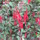 Fuchsia Ricartonii