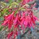 Fuchsia Ricartonii