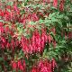 Fuchsia Ricartonii
