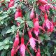 Fuchsia Tom Thumb