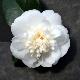 Cam�lia du Japon Nobilissima