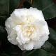 Cam�lia du Japon Nobilissima