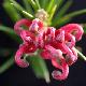 Grevillea Cambera Gem