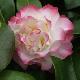 Cam�lia du Japon Nuccio's Jewel