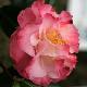 Cam�lia du Japon Nuccio's Jewel