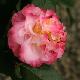 Cam�lia du Japon Nuccio's Jewel