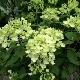Hortensia � panicule Bombshell