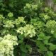 Hortensia � panicule Bombshell