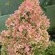 Hortensia � panicule Bombshell