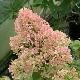 Hortensia � panicule Bombshell
