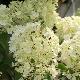 Hortensia � panicules Bobo