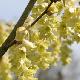 Corylopsis du Japon