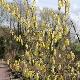 Corylopsis du Japon