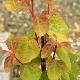 Arbre � caramel Boyd's Dwarf