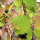 Cercidiphyllum japonicum Strawberry