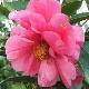 Cam�lia reticulata Fiesta Grande