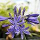 Agapanthe Navy Blue
