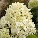 Hortensia arborescens Incrediball