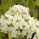Hortensia arborescens Incrediball