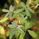 Polylepis australe