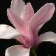 Magnolia Pinkie