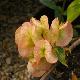 Dipelta floribunda