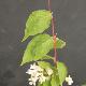 Dipelta floribunda