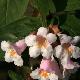 Dipelta floribunda
