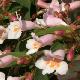 Dipelta floribunda