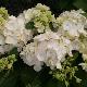 Hortensia Rahic