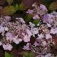 Hortensia � fleurs plates Graciosa