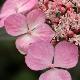 Hortensia � fleurs plates Graciosa