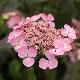 Hortensia � fleurs plates Graciosa