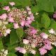 Hortensia � fleurs plates Graciosa