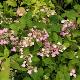 Hortensia � fleurs plates Graciosa