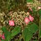 Hortensia � fleurs plates Hime-gaku