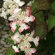 Hortensia � fleurs plates Kurenai
