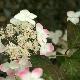 Hortensia � fleurs plates Kurenai