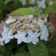 Hortensia � fleurs plates Tiara
