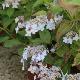 Hortensia � fleurs plates Tiara