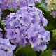 Hortensia Hugh's Love