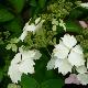 Hortensia Fuji-Nadeshiko