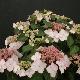 Hortensia Dolce � Kiss 