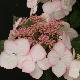 Hortensia Dolce � Kiss 