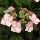 Hortensia Dolce � Kiss 