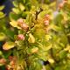 Berberis nain dor�