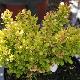 Berberis nain dor�