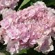 Hortensia Forever