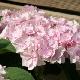 Hortensia Forever